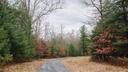 A wooded area in Centre County.