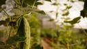 A plant growing at York Fresh Food Farm.