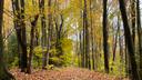 A wooded area near the border between Elk and Cameron Counties.