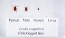 The life cycle of the black-legged tick.