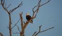 An eagle at the Middle Creek Wildlife Management Area in Lancaster with migrating snow geese in the background.