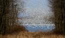 Thousands of migrating snow geese at the Middle Creek Wildlife Management Area in Lancaster County.