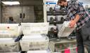 A worker organizes mail ballots in Chester County. Pennsylvania counties have been flooded with mail ballot requests, and the days-long process of counting them can’t begin until Election Day under current state law.