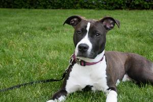 Cappy, a onetime stray, was rescued outside the Capitol in Harrisburg and is now the Capitol Police's community service dog.