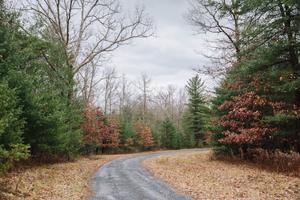 A wooded area in Centre County