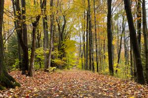 A wooded area near the border between Elk and Cameron Counties.