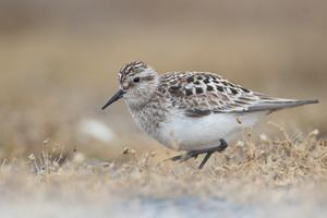 A Baird's sandpiper, one of over a dozen birds that breed in, migrate to, or visit Pennsylvania that could be getting a new name.